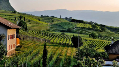 opportunità di mercato bevande alcohol-free