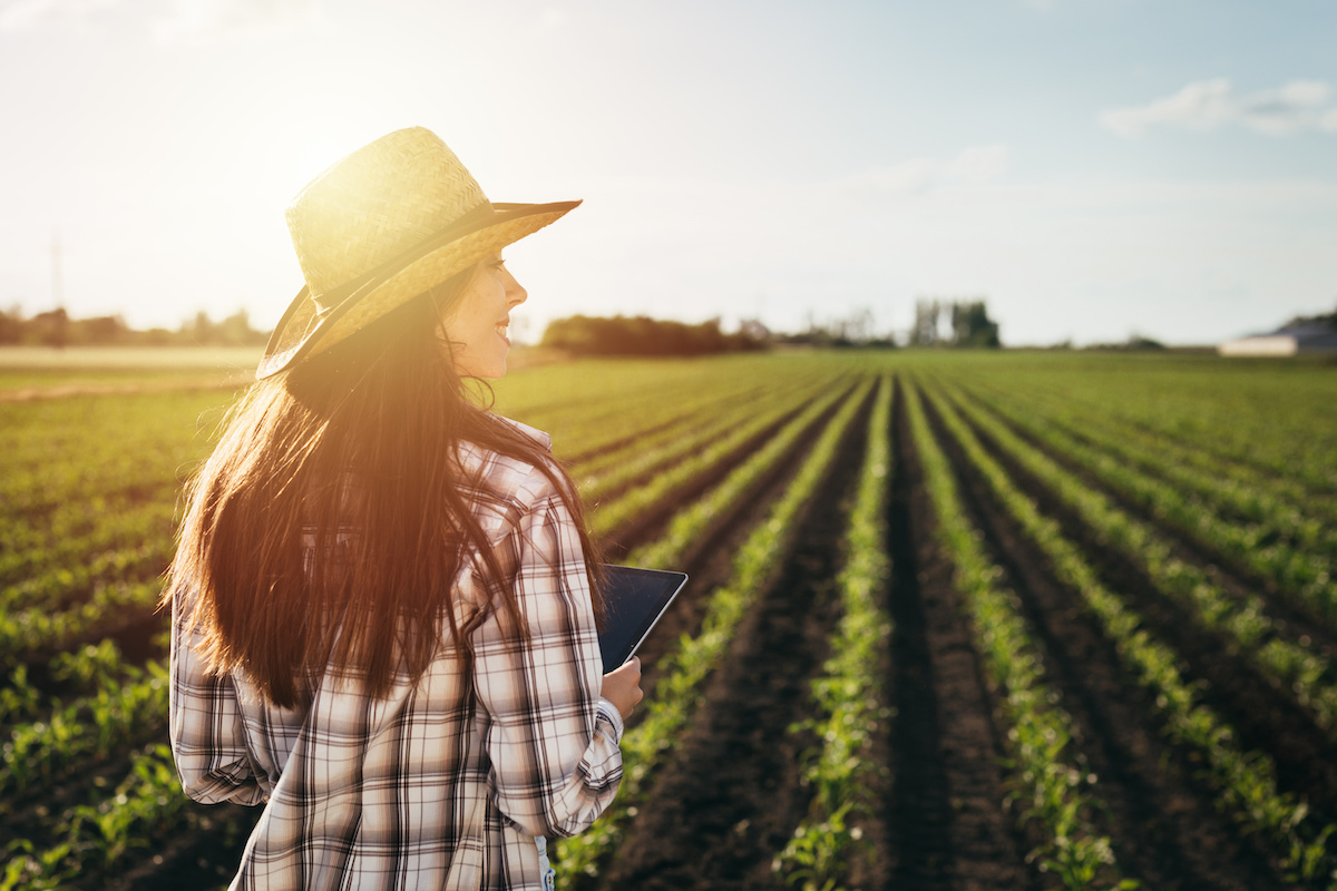 Contributi a Fondo perduto per le imprese agroalimentari: tutti i Bandi Aperti di ISMEA per il 2024