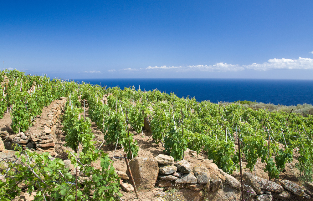 Vigneti Maremma Toscana